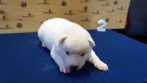 white male husky puppy
