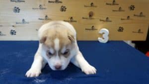 red and white husky puppy