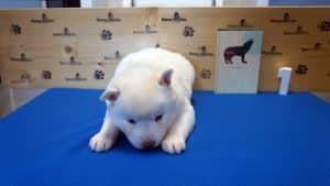 white male husky puppy