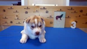 red and white husky puppy