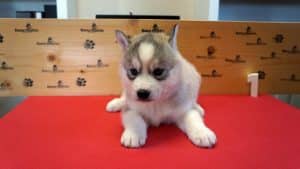 Grey husky puppy for sale