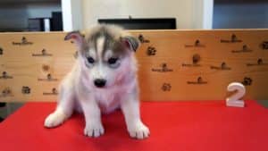 Grey husky puppy for sale