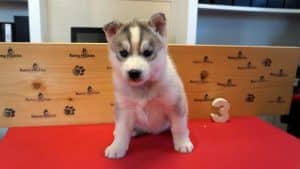 Grey husky puppy for sale