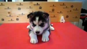 black and white husky puppy
