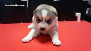 grey and white husky puppy