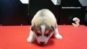 grey and white husky puppy