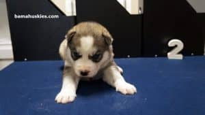 grey male husky puppy