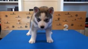 black and white husky puppy
