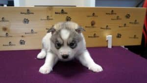 grey and white husky puppy