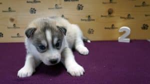 husky puppy
