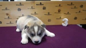 light colored grey and whiye husky puppy