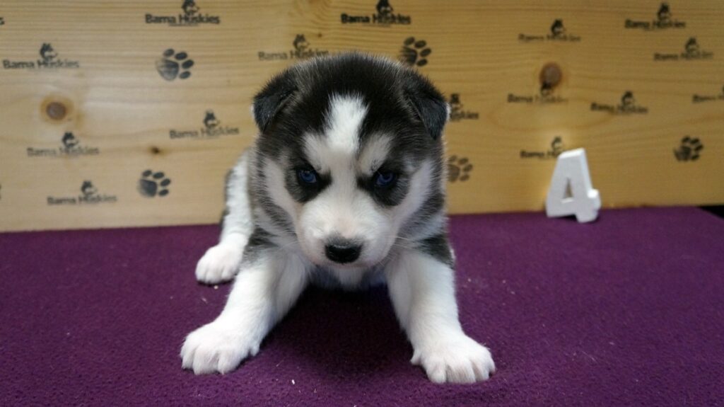 Luna’s Husky Puppies 4 Weeks Old Siberian Husky Puppies For Sale