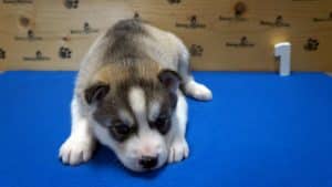 grey male husky puppy