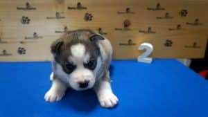 siberian husky puppy