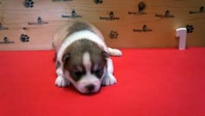 red and white female husky puppy