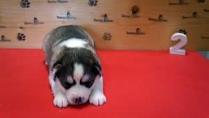 grey and white female husky puppy