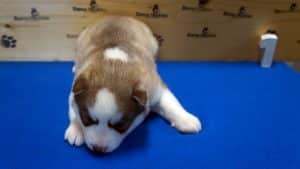 red male husky puppy