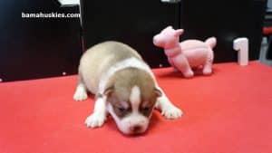 red and white husky puppy for sale