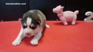 husky puppy