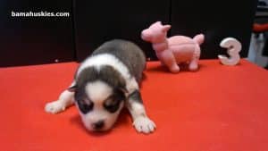 black and white husky puppy