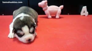 black and white female husky