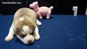 red and white male husky puppy