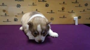 Grey husky puppy for sale