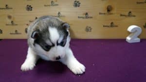 Grey husky puppy for sale