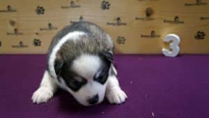 Grey husky puppy for sale