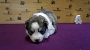 Grey husky puppy for sale