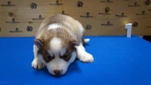 Grey husky puppy for sale