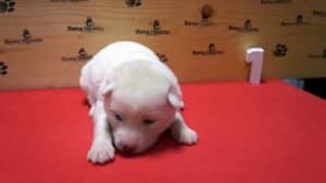 white female husky puppy