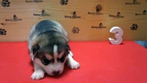 grey and white husky female puppy