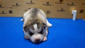 Siberian husky puppy for sale