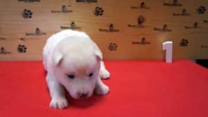 white husky puppy 