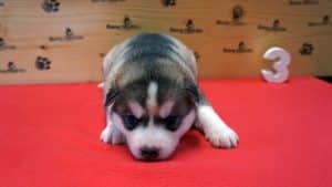 grey husky puppy