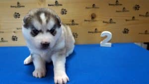 grey male husky puppy