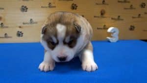 grey male husky puppy