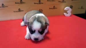 grey and white husky puppy