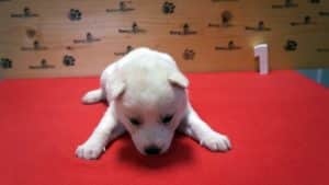 white husky puppy