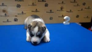grey male husky puppy