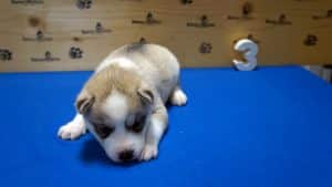 light grey and white husky puppy