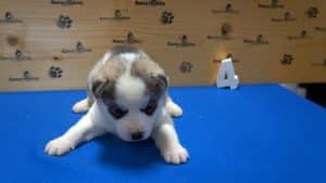 grey husky puppy for sale