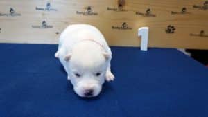 white male husky puppy