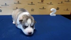 grey and white male husky puppy