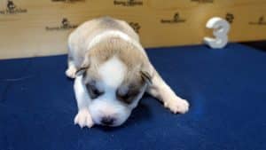 light grey husky puppy