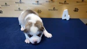 husky puppy