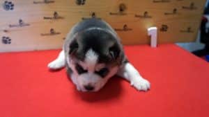 black and white husky puppy