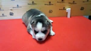 grey and white husky puppy