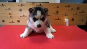 grey and white husky puppy